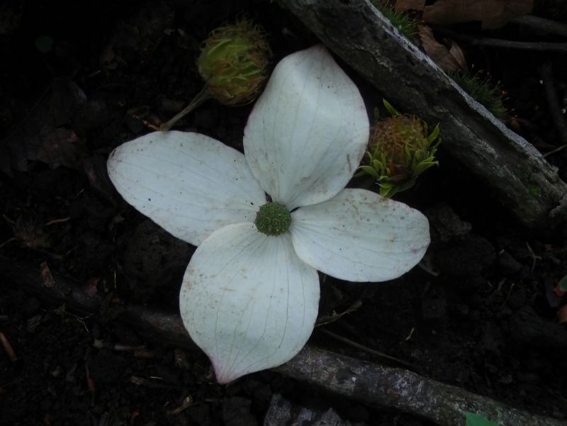 三国山稜 -- モンシロチョウのようなヤマボウシの落花