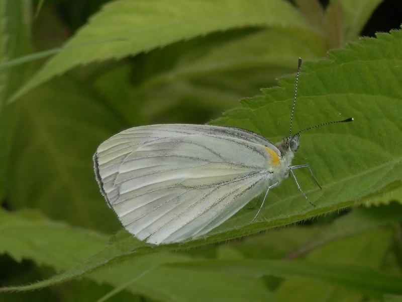 三国山稜 -- スジグロシロチョウ