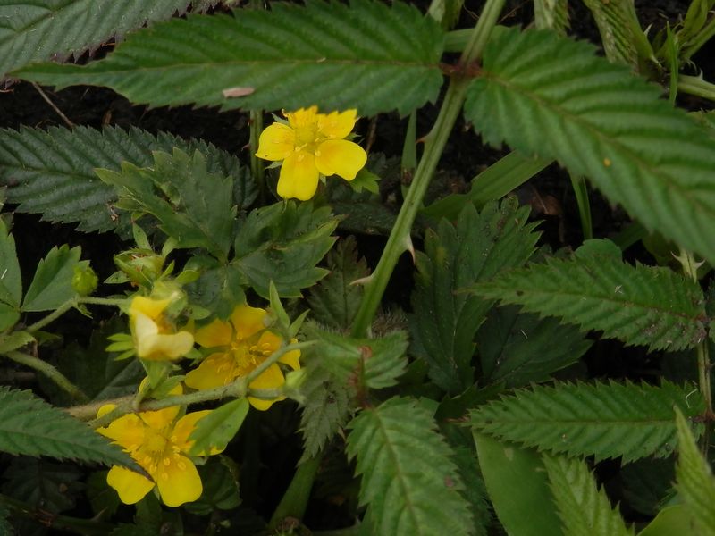 ミツバツチグリの花とバライチゴの葉