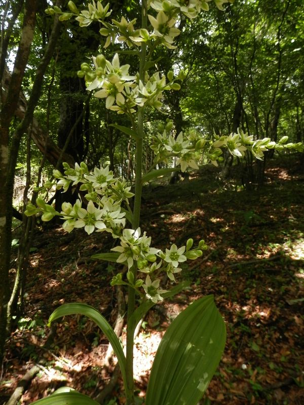 三国山稜 -- バイケイソウ