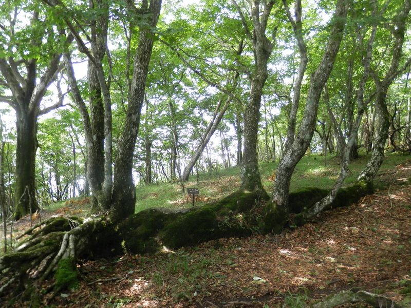 倒れてから枝を立ち上げたカエデ