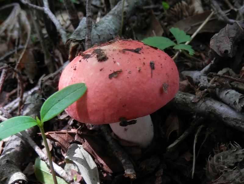 おとぎの国のきのこ