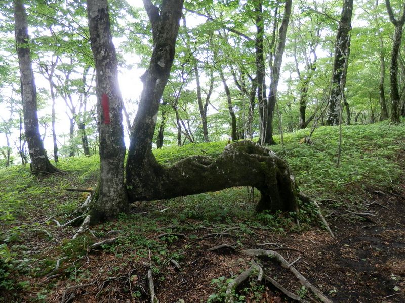 おもしろブナ（２）