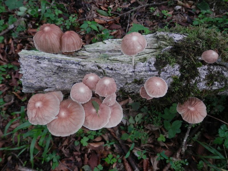 食べられたらいいのですが、分かりません