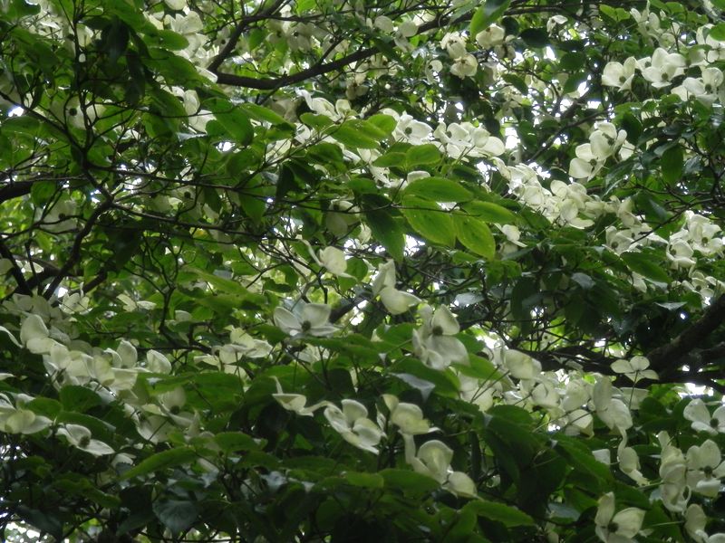 三国山稜では少しも珍しくない、ヤマボウシ