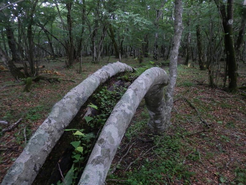 中はプランターみたいなおもしろブナ（３）