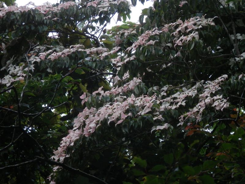 ピンク色を帯びたヤマボウシ