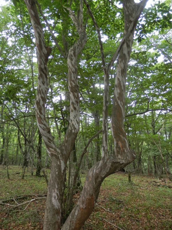 どうしてこんな文様ができるのかな？