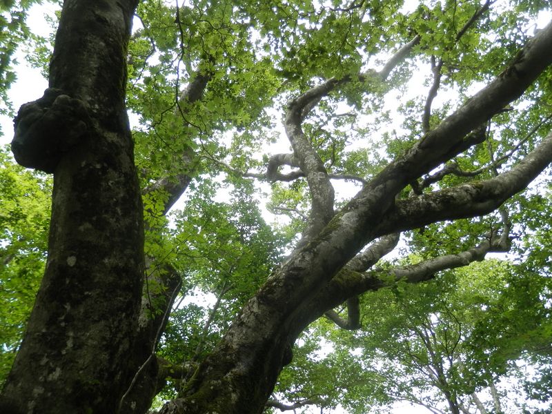 大きく枝を張ったブナ