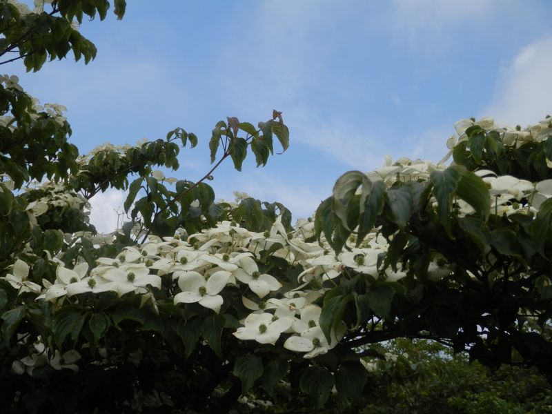 三国山稜 -- おお、青空だ