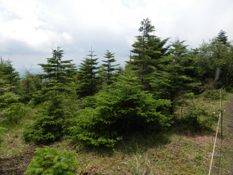 礫砂地に育つ、モミの若木