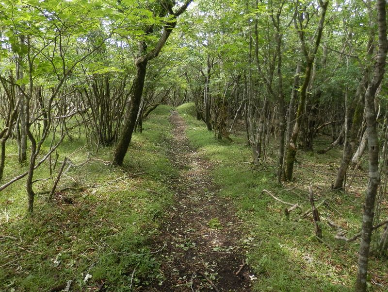再び緑のトンネルへ