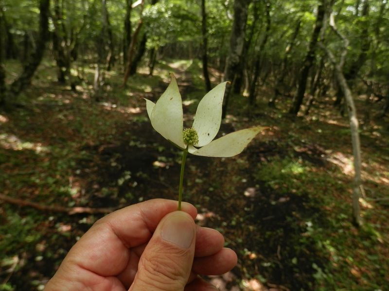  ここでは、軸つきのヤボウシの花がたくさん落ちていた