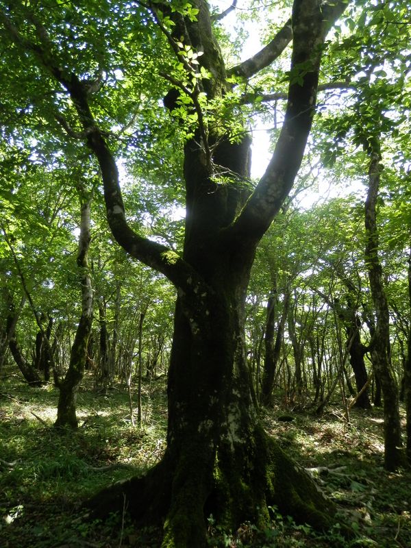 人のようなブナ