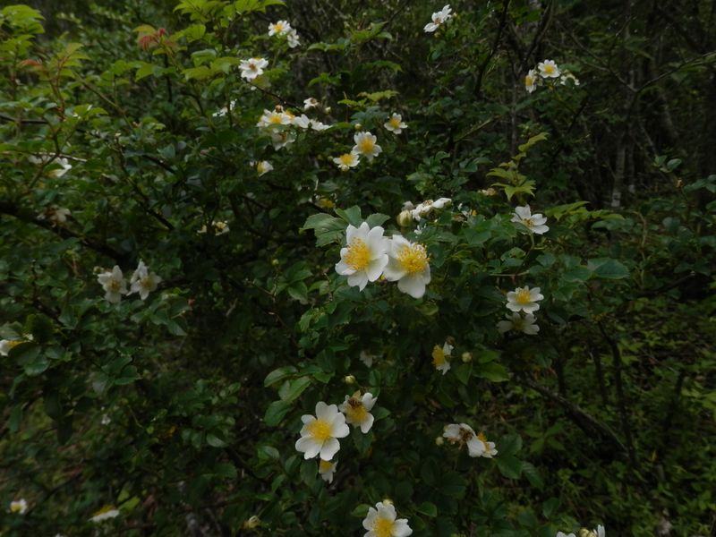 三国山稜 -- 礫砂地にたくさん咲いていた、テリハノイバラ