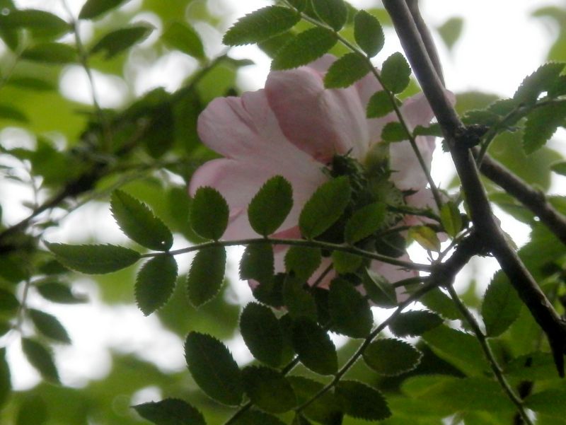 この日唯一見た、サンショウバラの咲き残り