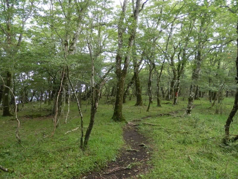 下草が明るい緑色に変わった