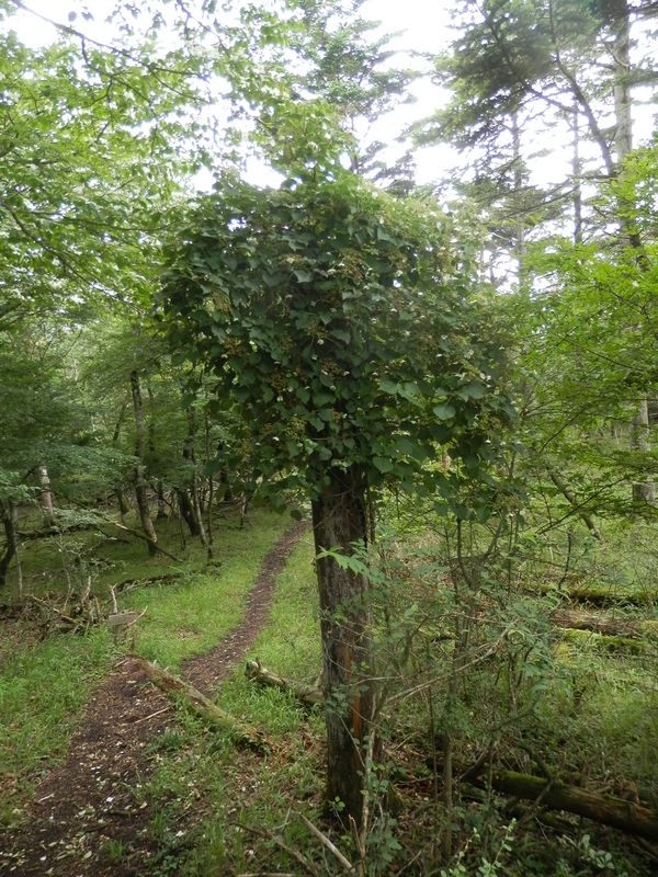 三国山稜 -- ツルアジサイ