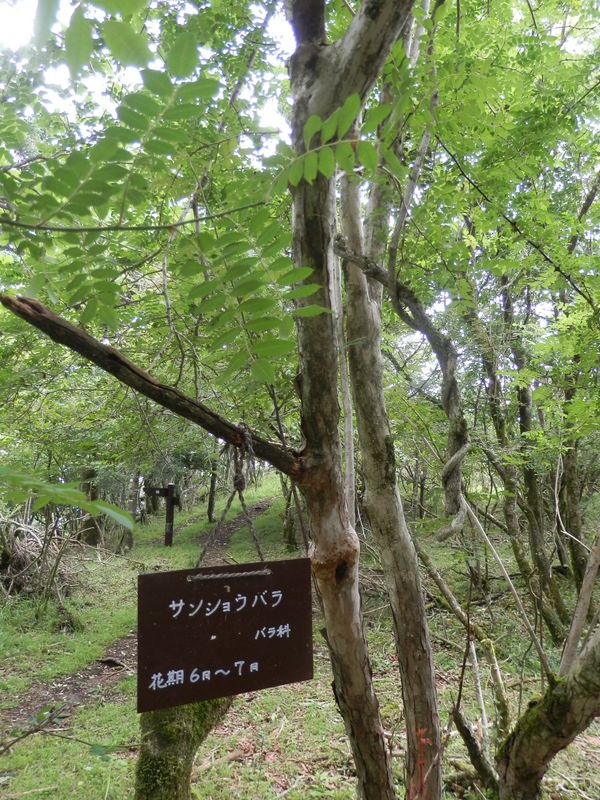 立山のサンショウバラは、落花すらも見られなかった