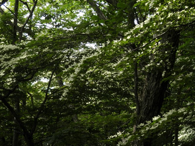 三国山稜 -- シロヤシオを彷彿