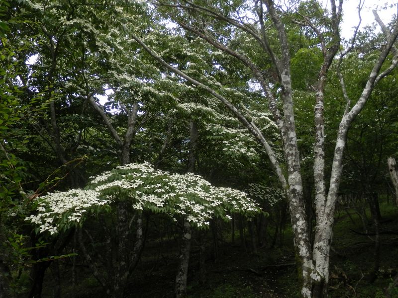 どこまで続く、ヤマボウシ