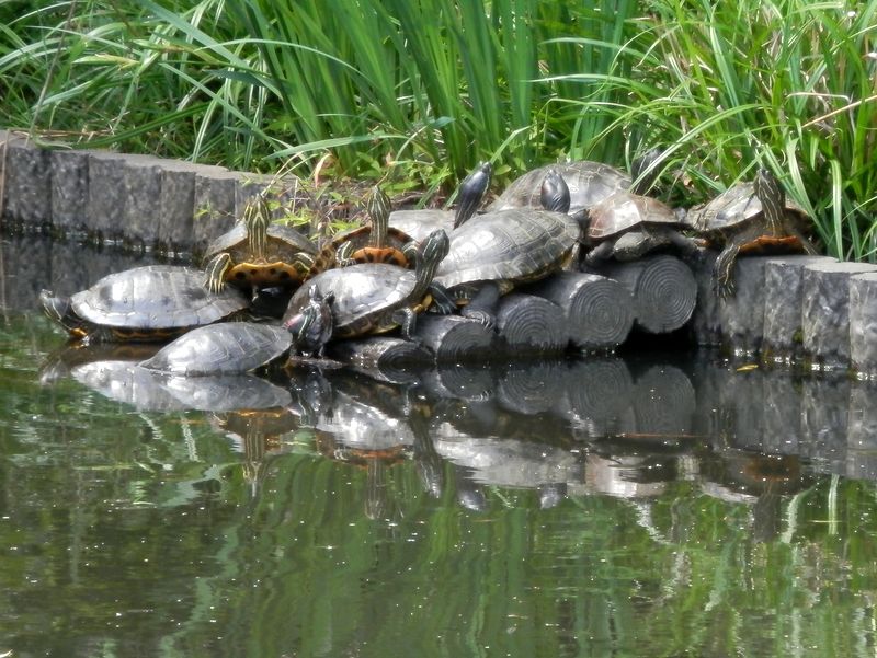 亀さん、何匹いるだろう？（片倉城跡公園）