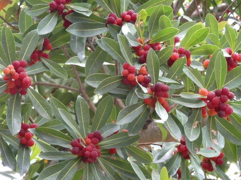 ヤマモモ食べ頃