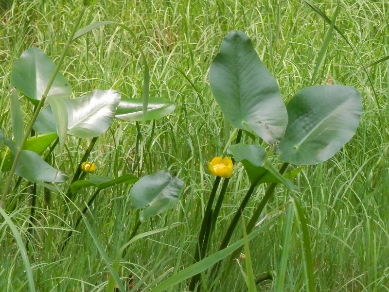 田んぼのコウホネ