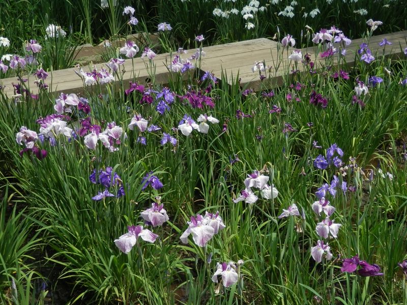 ハナショウブは見頃を過ぎていた