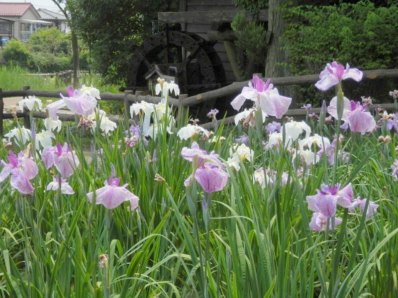 片倉城跡公園には、水車小屋もある