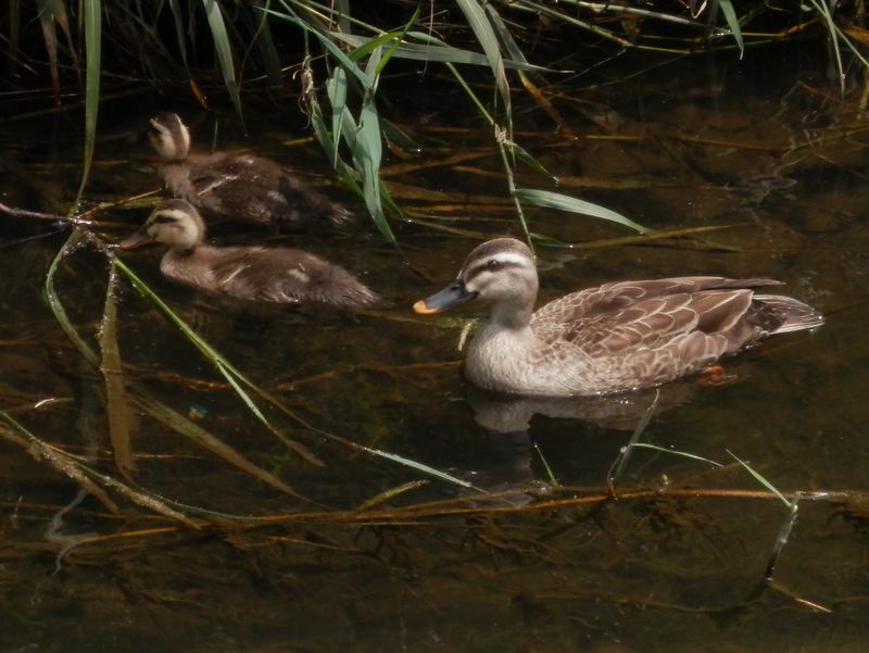 カルガモの小家族