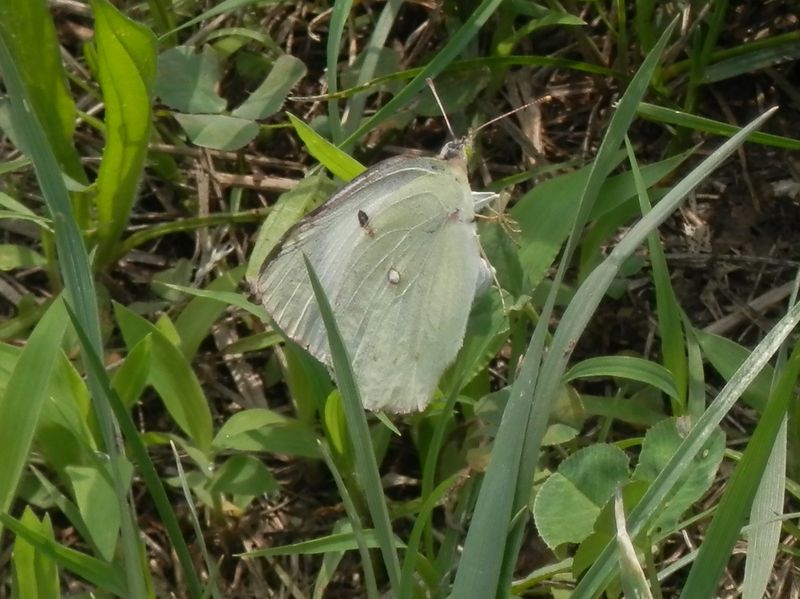 モンキチョウが産卵中
