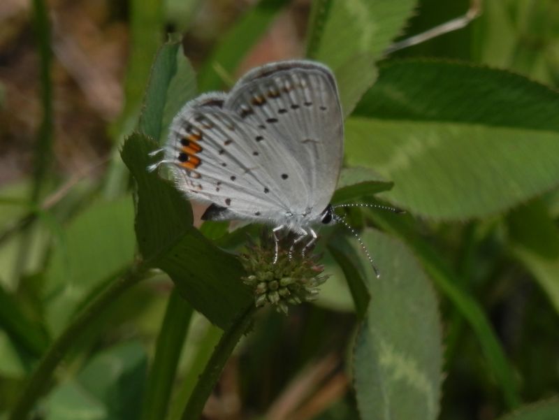 ツバメシジミの小さな尾