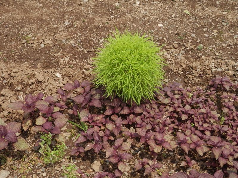 マリモみたいな草（コキア？）とアカジソ