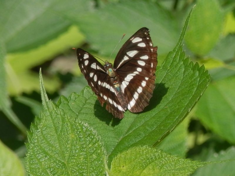 ボロになり始めたコミスジ