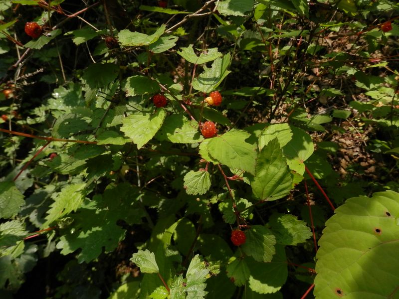 これ、ニガイチゴだったかな？ 