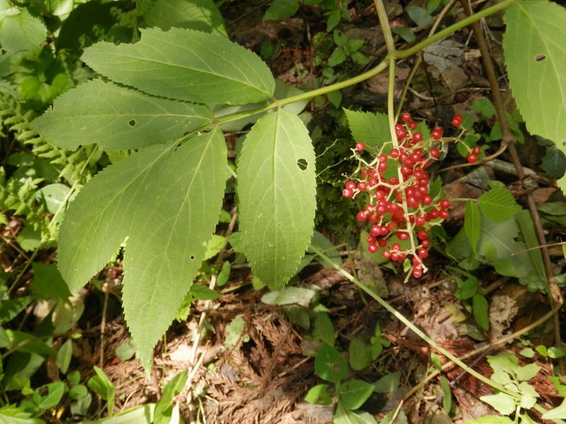 ソクズ（クサニワトコ）だろうか？