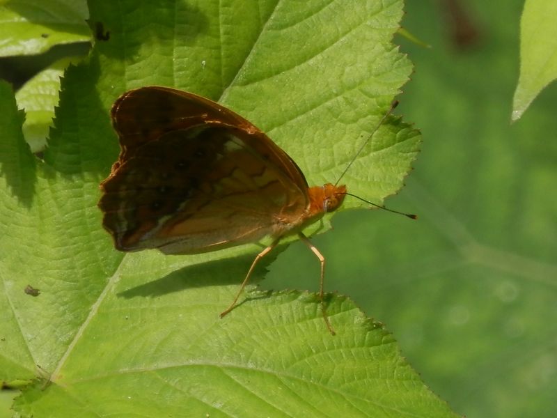 メスグロヒョウモン（♂）