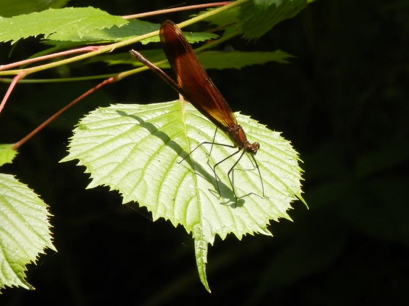 ミヤマカワトンボ（♀）