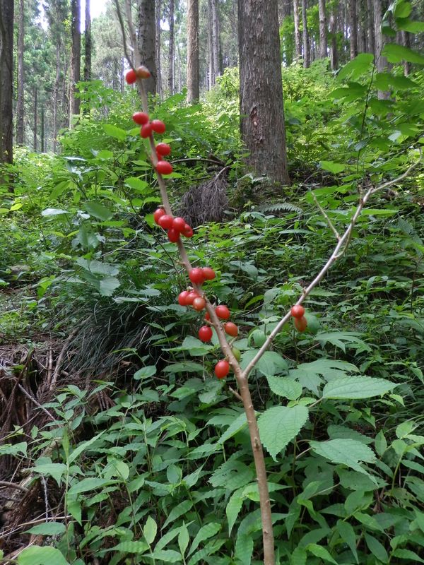 オニシバリ（有毒）