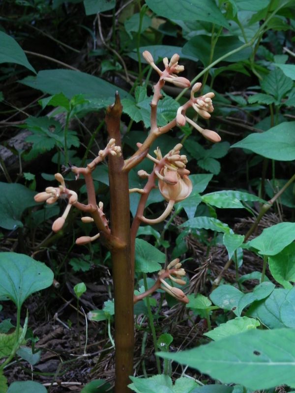 折られたツチアケビ、無残！