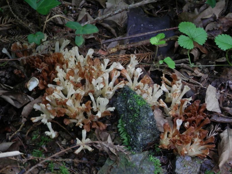 キヨスミウツボ