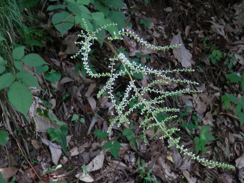 アカショウマ咲き始め