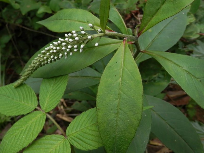オカトラノオのつぼみ