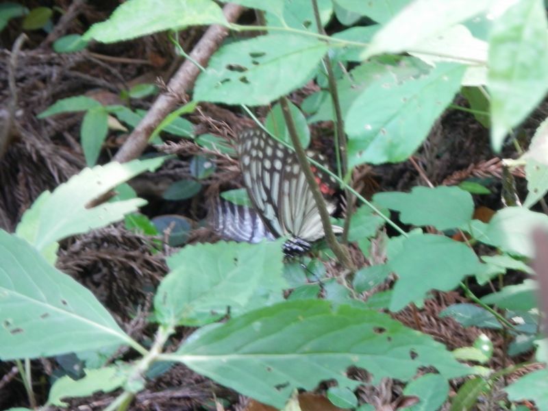 卵に来たアカボシゴマダラ（夏型）