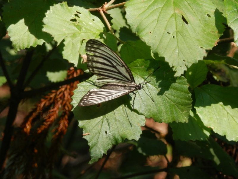 アカボシゴマダラ（春型♂）