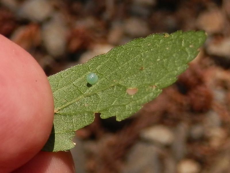 アカボシゴマダラの産みたての卵