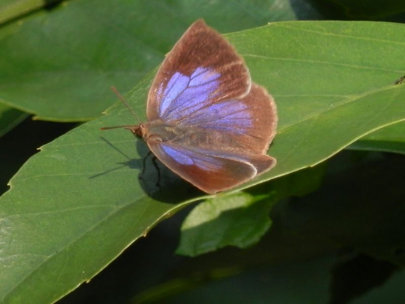 ムラサキシジミ