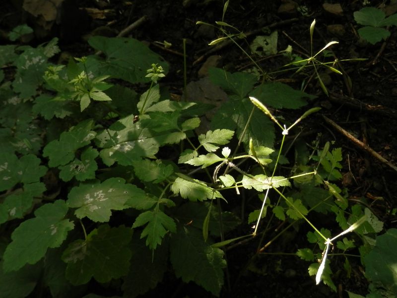 ヤブニンジン属?