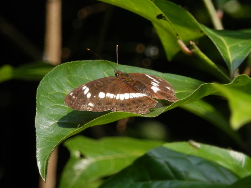 イチモンジチョウ